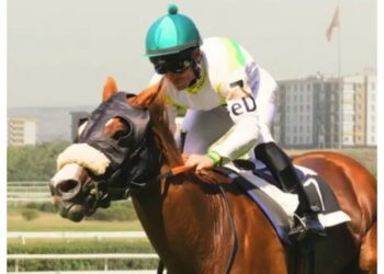 Pemula Wajib Tahu! Ini Dia Jenis-jenis Pelana Kuda Serta Fungsinya