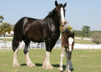 Shire Horse ‘Si Raksasa’ dari Inggris: Punya Bobot Bak Tank Tempur tapi Berhati Lembut