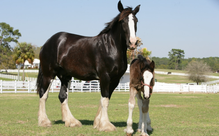 Ilustrasi--Shire Horse. (Tangkapan layar/Horse-Canada.com).