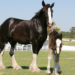 Shire Horse ‘Si Raksasa’ dari Inggris: Punya Bobot Bak Tank Tempur tapi Berhati Lembut