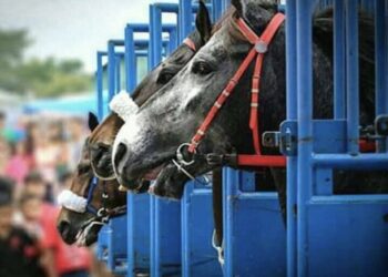 Tak Banyak yang Tahu! Ternyata Ini Rahasia di Balik Plester Hidung Kuda Pacu: Bukan Tren Mode, tapi Teknologi Napas “Turbo”