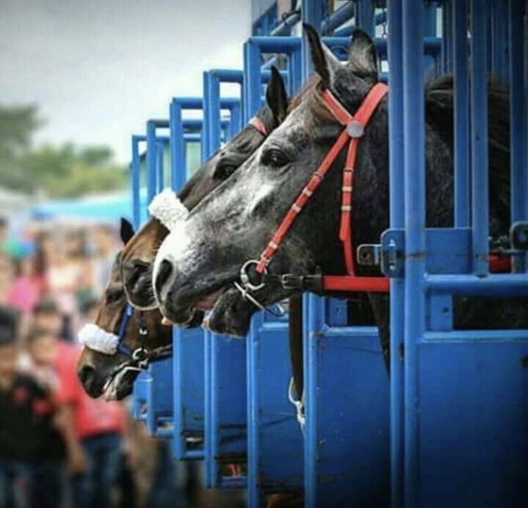 Ilustrasi penampakan plester di hidung kuda pacu. (Dokumentasi Pacuan Kuda).