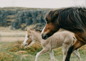 Bukan Sekadar Bulu Halus, Mengenal Fairy Slippers Pelindung ‘Ajaib’ di Kuku Bayi Kuda