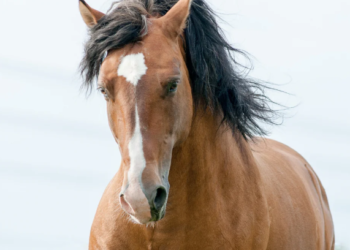 Sederet Fakta Menarik Mustang: Sang Kuda Liar yang Menolak Tunduk!