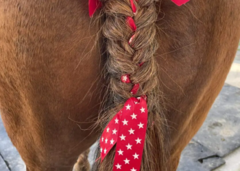Penting! Bukan Aksesori Belaka, Intip Arti Warna Pita Pada Ekor Kuda