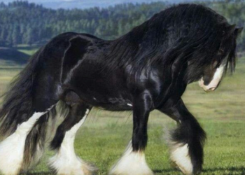 Melegenda hingga Dijuluki ‘Mammoth’, Mengenal Sampson Kuda Terbesar dalam Sejarah Dunia!