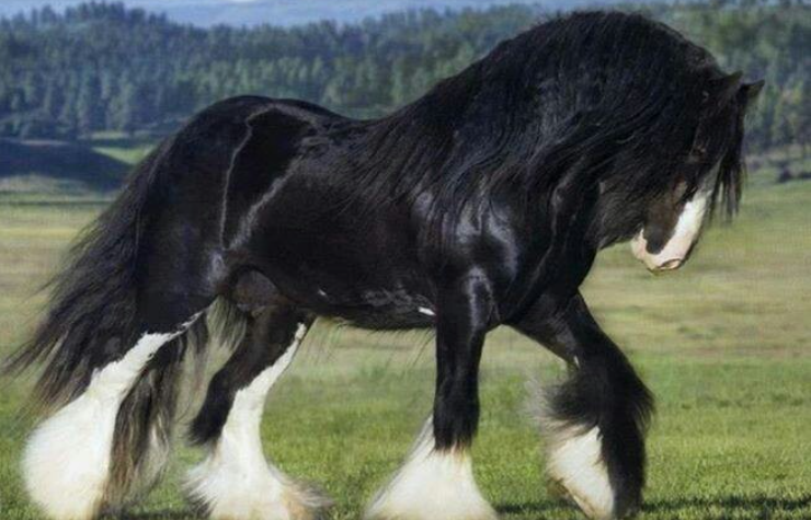 Ilustrasi--Penampakan Shire Horse. (tangkapan layar/stableexpress.com)
