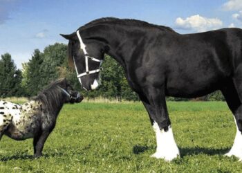 Tak Semua Kuda Bisa Ditunggangi: Mengenal Falabella Si Mungil dari Argentina