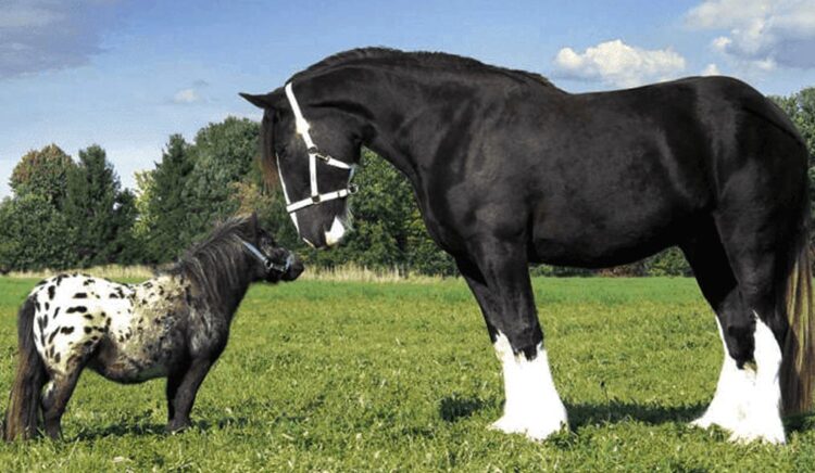 Ilustrasi--Penampakan kuda jenis Falabella (kiri) yang memiliki tubuh sangat mungil dari kuda pada umumnya. (Sumber: Clubcavalloitalia.com)