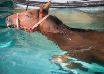 Benarkah Kuda Pacu Juga Dilatih Berenang? Berikut Sederet Faktanya!