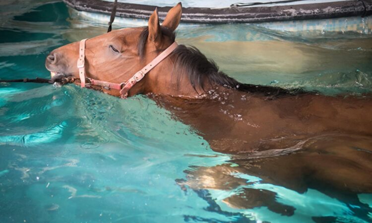 Penampakan seekor kuda sedang berenang. (Dokumentasi PetMD).