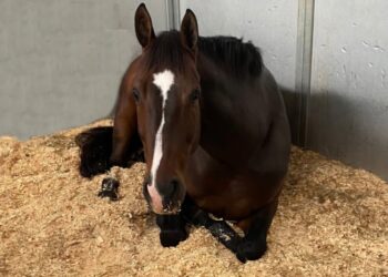 Terkuak! Kualitas Tidur Ternyata Pengaruhi Performa Kuda, Ini Sederet Faktanya!