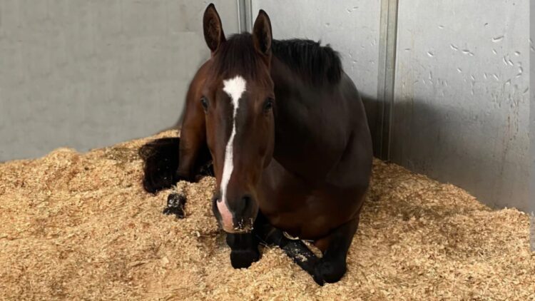 Ilustrasi--Penampakan seekor kuda sedang  beristirahat di kandang. (Dokumentasi Farm House Tack)