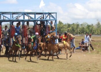 PON 2028: NTT-NTB Bakal Gelar Pacuan Kuda Tradisional Tanpa Pelana!