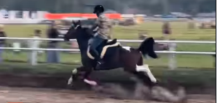 Terdepan di Ajang Pacuan Kuda Ambal 2026, Raja Permata jadi Bintang Lintasan!