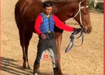 Mendominasi! Jurus Jitu Joki Hermansyah Bikin Kuda 2 Tahun Juarai Ajang Pacu Kudo Padang Pariaman 2026