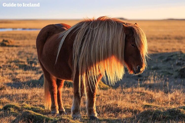 Ilustrasi--Kuda Islandia atau Icelandic horse dikenal sebagai salah satu ras kuda paling unik di dunia. (Sumber foto: Guide to Iceland)
