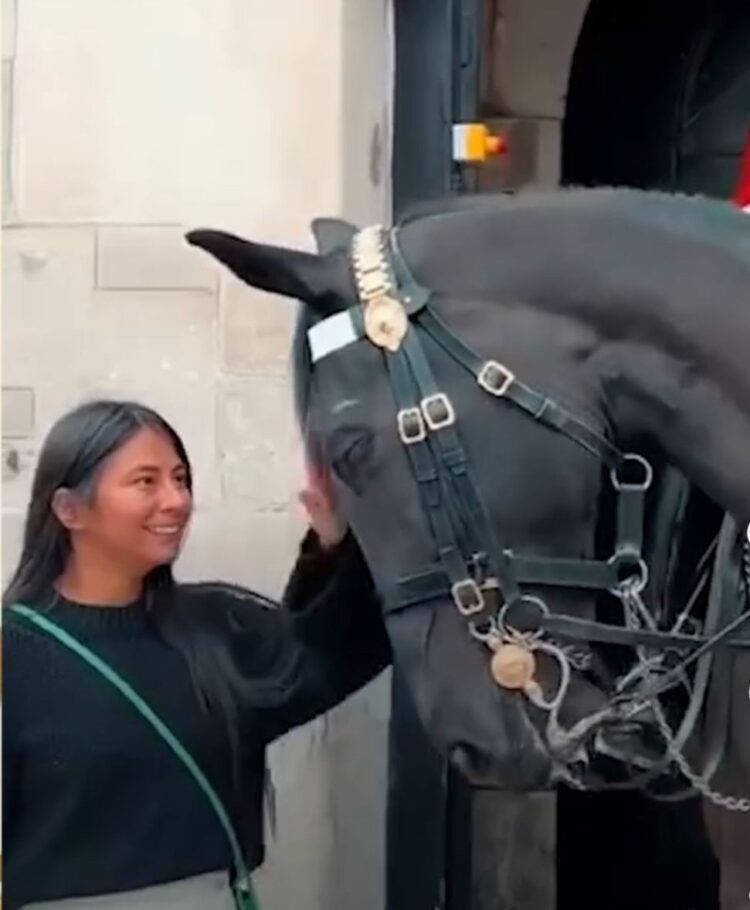 Momen viral Kuda Buckingham Palace  yang mendadak jinak saat disentuh oleh wisatawan.  (tangkapan layar/Instagram @cerita.terfakta)