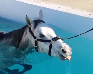 Kalahkan CR7 dan Messi, Mengenal Anna Kasprzak ‘Srikandi Dressage Denmark’ yang Super Tajir: Kekayaannya Tembus Rp18,4 Triliun!