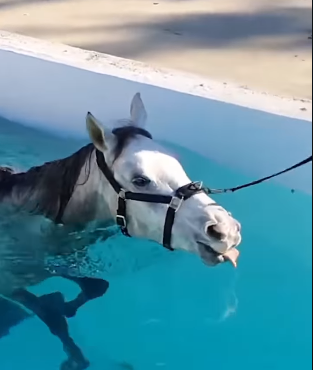 Penampakan kuda pacuan saat latihan berenang di kolam. (tangkapan layar/SARGA.CO)