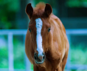 Taktik Dua Kuda Berbuah Manis, Kent Farrington Cetak Kemenangan Back-to-Back di Fort Worth 2026