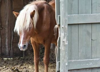 Dokumentasi Horse Education