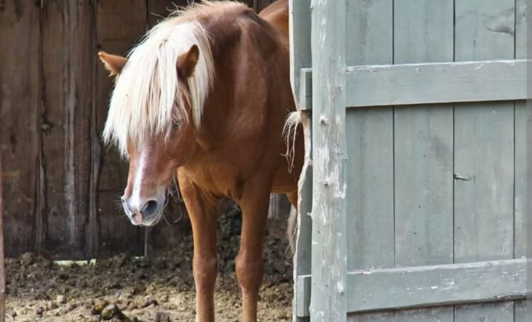 Dokumentasi Horse Education