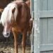 Dokumentasi Horse Education