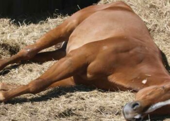 Ilustrasi/Dokumentasi Horse Sport