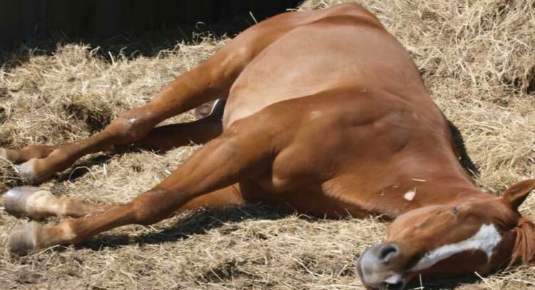 Ilustrasi/Dokumentasi Horse Sport