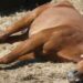 Ilustrasi/Dokumentasi Horse Sport