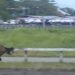 Ilustrasi/Dokumentasi Indonesia's Horse Racing