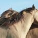 Ilustrasi/ dokumentasi Indonesia's Horse Racing